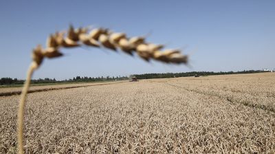 Аграрии Оршанского района первыми в Витебской области намолотили 100 тыс. тонн зерна