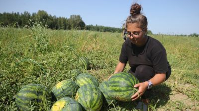 К уборке урожая арбузов приступили в Щучинском районе