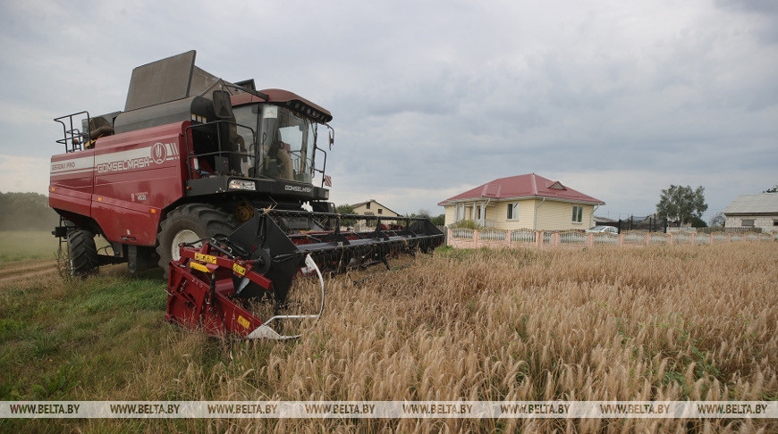 Механизаторы Щучинского района помогают убирать зерновые на приусадебных участках