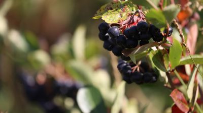 Садоводы в Молодечненском районе проводят сбор урожая черноплодной рябины