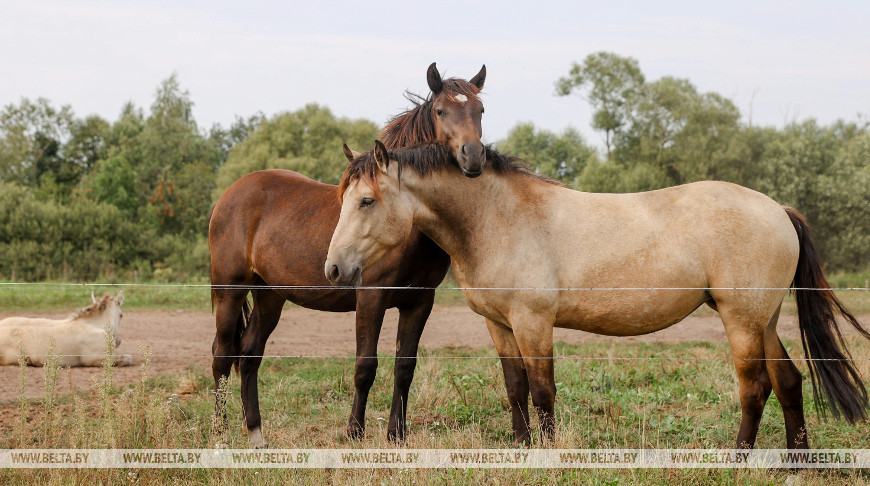 Агропредприятие "Новоселки-Лучай" разводит белорусскую упряжную породу лошадей