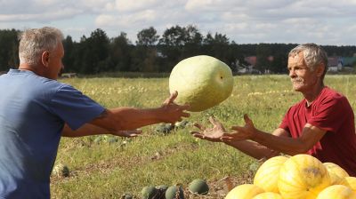 В фермерском хозяйстве Гомельской области собирают урожай арбузов