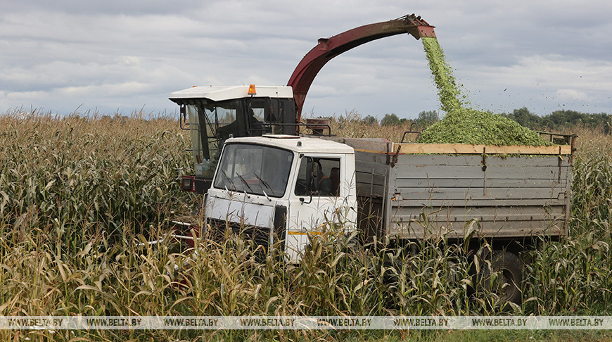 К уборке кукурузы на силос приступили в Шумилинском районе