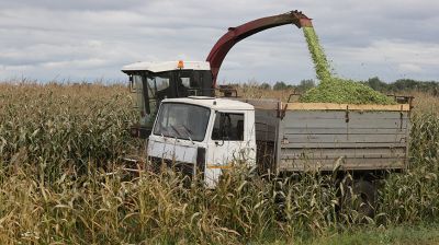 К уборке кукурузы на силос приступили в Шумилинском районе