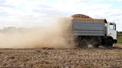 В СПК "Гигант" убирают картофель