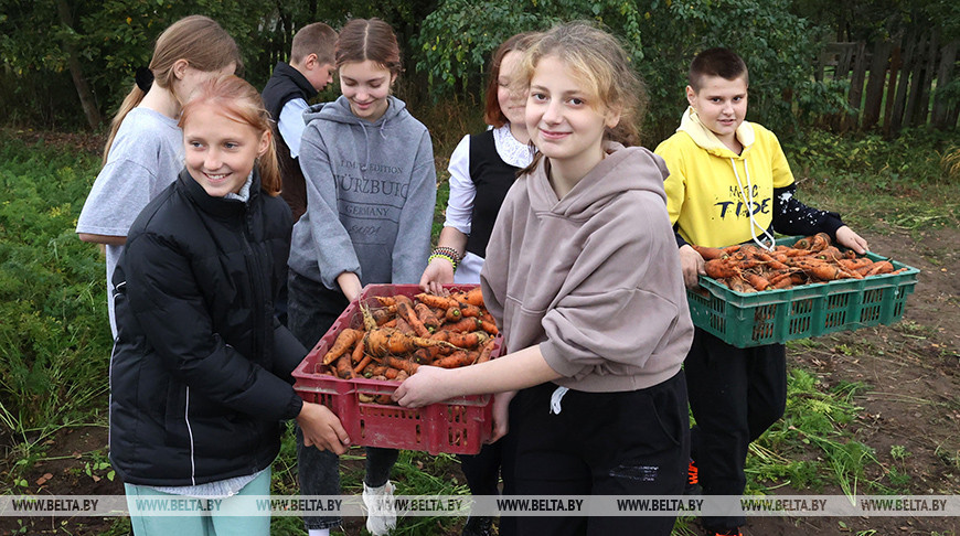 В Александрийской средней школе учащиеся собирают урожай с пришкольного участка