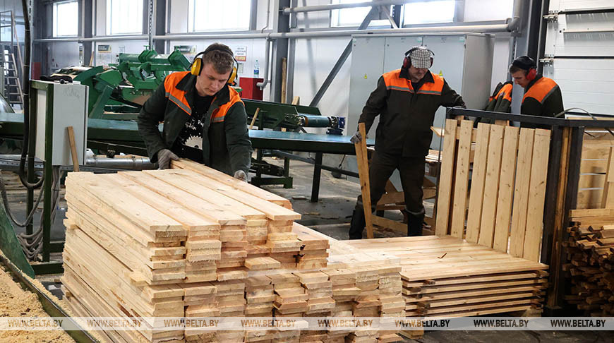 Лесовосстановление и переработка ветровальной древесины ведутся в Быховском районе
