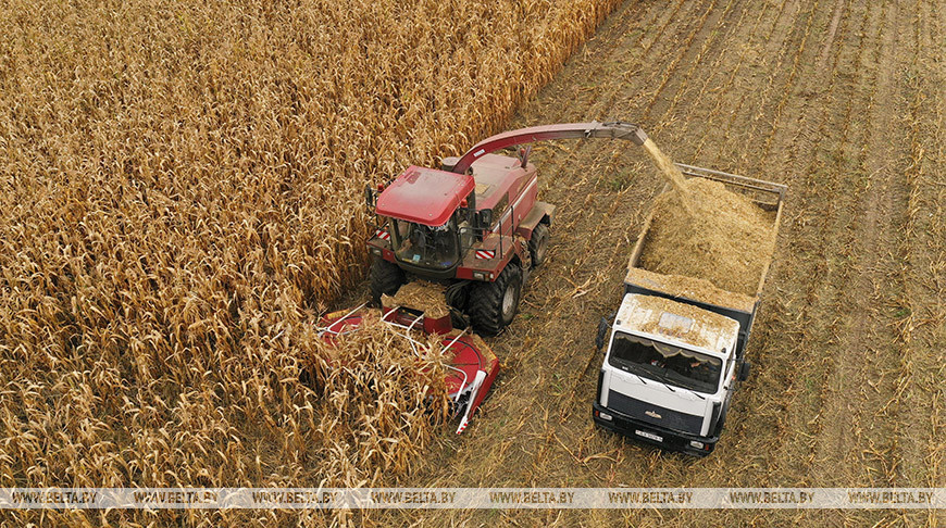 Уборка кукурузы идет в Минской области