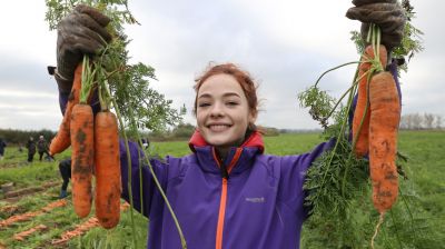 Учащиеся витебских колледжей помогают на уборке моркови