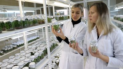 Ученые Института леса НАН Беларуси осваивают технологию микроклонирования растений
