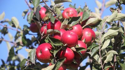 В Свислочском районе идет сбор урожая яблок