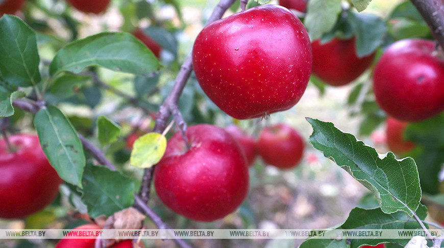 Уборка урожая яблок идет в ОАО "Остромечево"