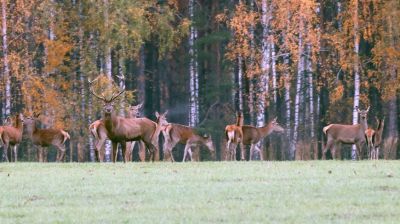 Осень на Ольманских болотах