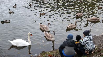 В Гомеле на городском пруду поселилась семья лебедей