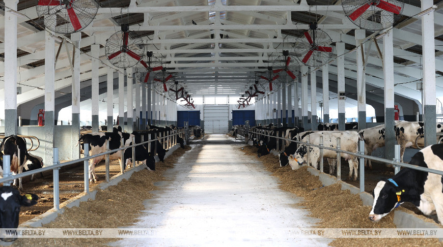 Крупный молочно-товарный комплекс открыли в Каменецком районе