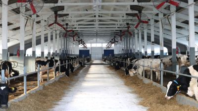 Крупный молочно-товарный комплекс открыли в Каменецком районе