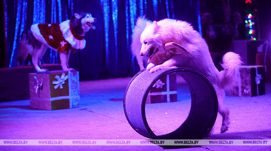 Благотворительное представление "Цирк Деда Мороза" посетили 500 детей в Гродно