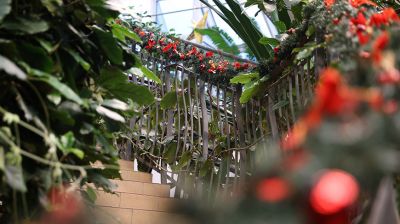 Более 600 видов субтропических и тропических растений представлены в оранжерее Ботанического сада