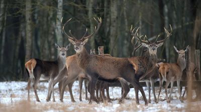 В Гродненском районе помогают перезимовать диким животным