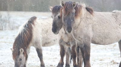 Уникальные тарпановидные дикие лошади обитают в Налибокской пуще