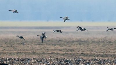 Перелетные птицы возвращаются в Беларусь