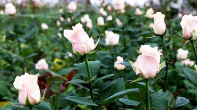 30 тысяч роз вырастили витебские цветоводы