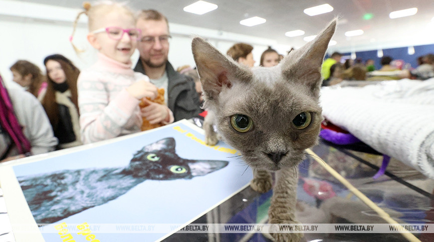 Выставка кошек прошла во Дворце спорта