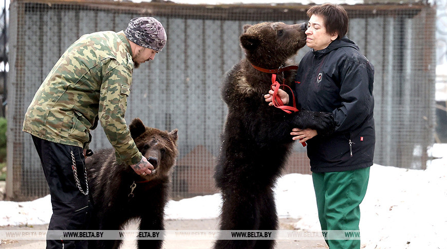В Витебском зоопарке медведицы готовятся к новоселью