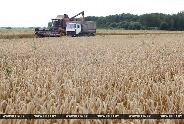 Уборка зерновых идет в Речицком районе