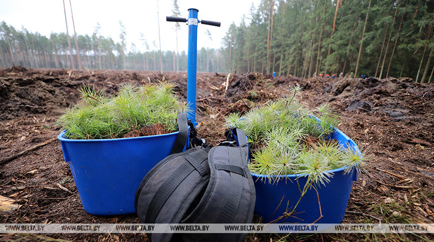 В Брестской области стартовала акция "Неделя леса"