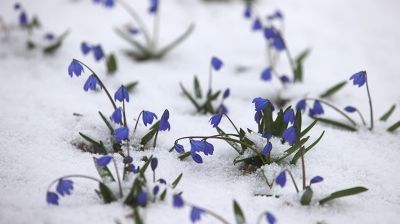 Снежная весна в Гродненской области