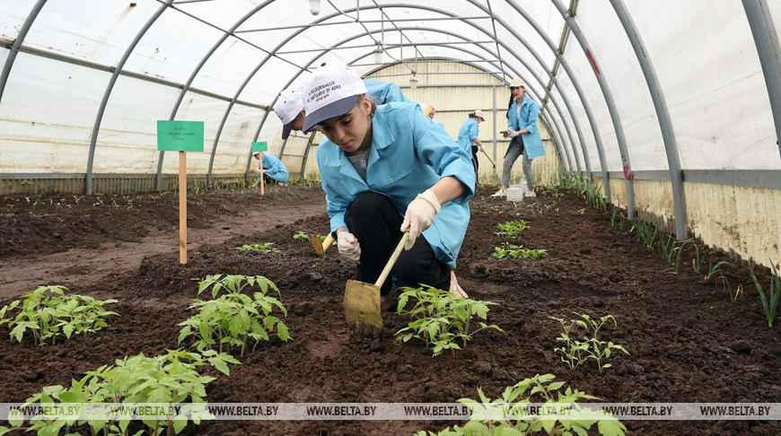 Около 5 тыс. кустов рассады ежегодно выращивают школьники Городецкой школы-интерната