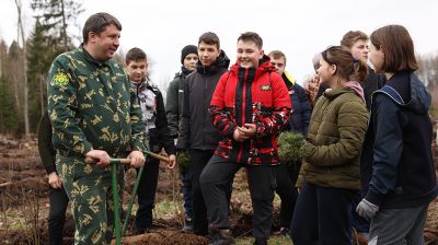 В Узденском районе высажено 200 тыс. саженцев деревьев