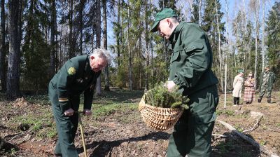 На поврежденных лесных территориях в Могилевской области проходит акция "Неделя леса"