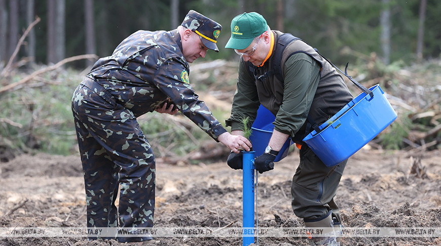 Головченко принял участие в высадке леса в Окинчицком лесничестве