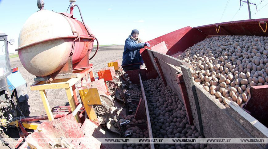 Посадка картофеля в хозяйстве Гомельского района