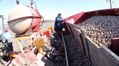 Посадка картофеля в хозяйстве Гомельского района