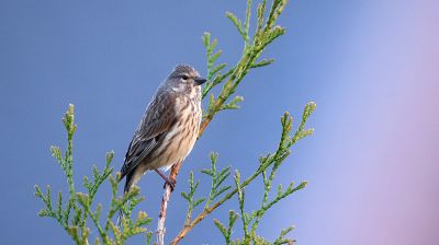 Коноплянка - вид певчих воробьиных птиц