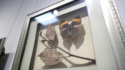 "Порхающие цветы". Выставку бабочек презентовали в Бресте