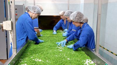 Четыре студотряда помогают заготавливать зеленый горошек на Гродненском консервном заводе