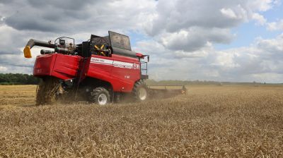 В ОАО "Козловичи-агро" Слуцкого района приступили к уборке озимой пшеницы