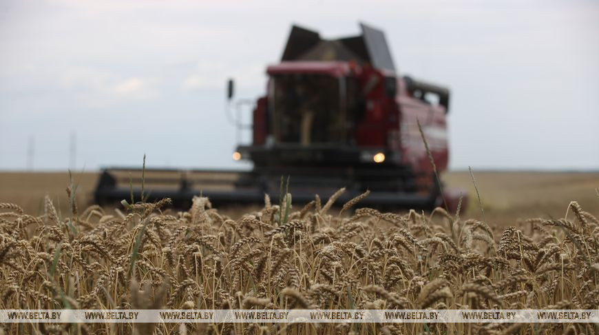Механизаторы учебно-опытного СПК "Путришки" приступили к уборке пшеницы