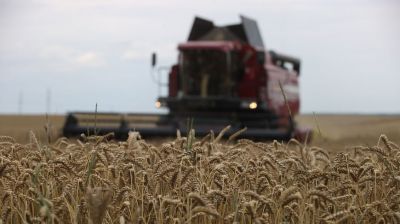 Механизаторы учебно-опытного СПК "Путришки" приступили к уборке пшеницы