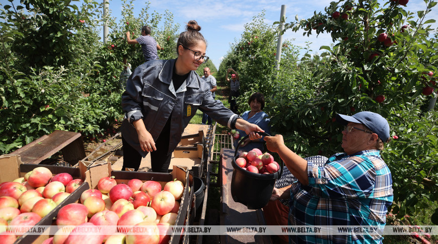 Сбор урожая ранних яблок и голубики ведут в Щучинском районе
