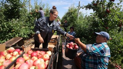Сбор урожая ранних яблок и голубики ведут в Щучинском районе