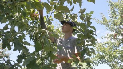 В Кировском районе начали сбор урожая ранних сортов яблок