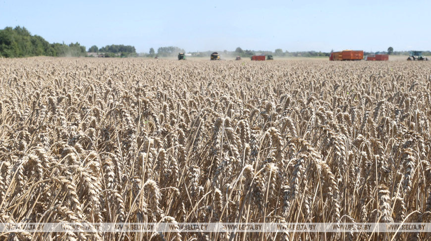 Аграрии кировского "Рассвета" убрали больше половины площадей зерновых