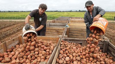 В Гродненском зональном институте растениеводства идет уборка картофеля