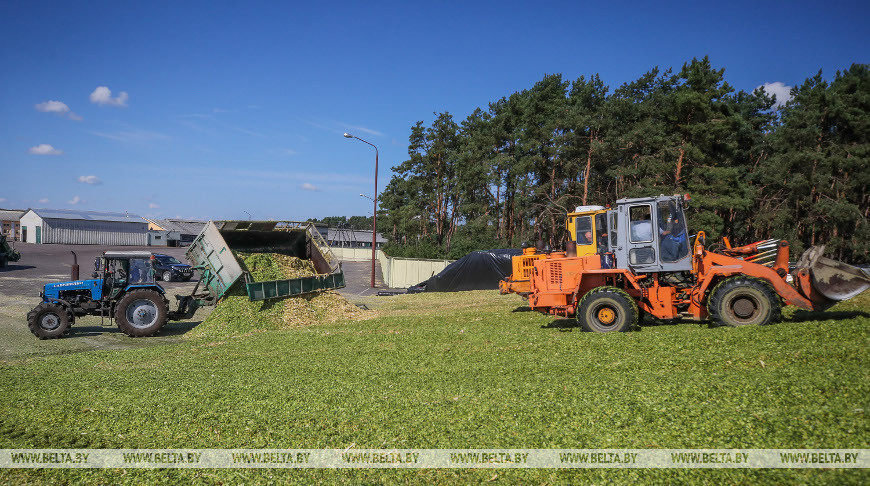 В Малоритском районе приступили к уборке кукурузы на силос