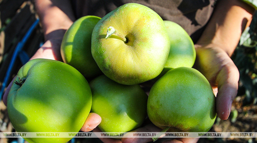 Студенты убирают урожай яблок в хозяйстве Брестского района